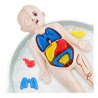 Conjunto De Piezas, Modelo Órgano Humano, Juguetes Niños