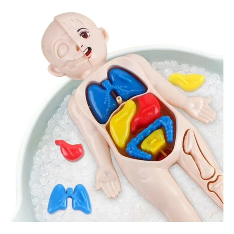 Conjunto De Piezas, Modelo Órgano Humano, Juguetes Niños