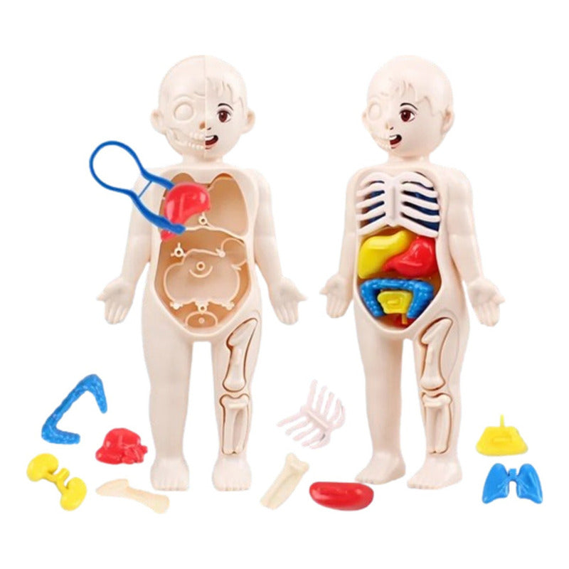Conjunto De Piezas, Modelo Órgano Humano, Juguetes Niños