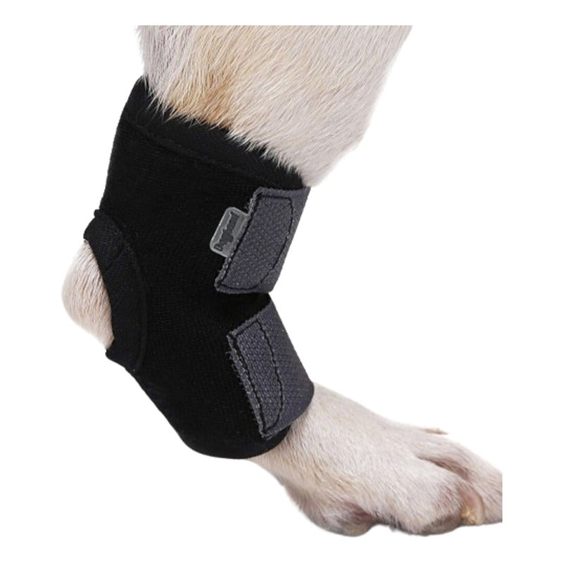 Ferula Perro Mascota Dog Almoha