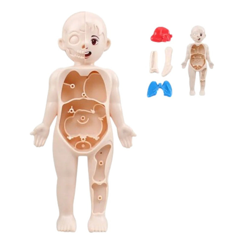 Conjunto De Piezas, Modelo Órgano Humano, Juguetes Niños