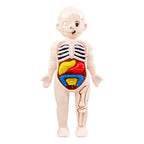 Conjunto De Piezas, Modelo Órgano Humano, Juguetes Niños