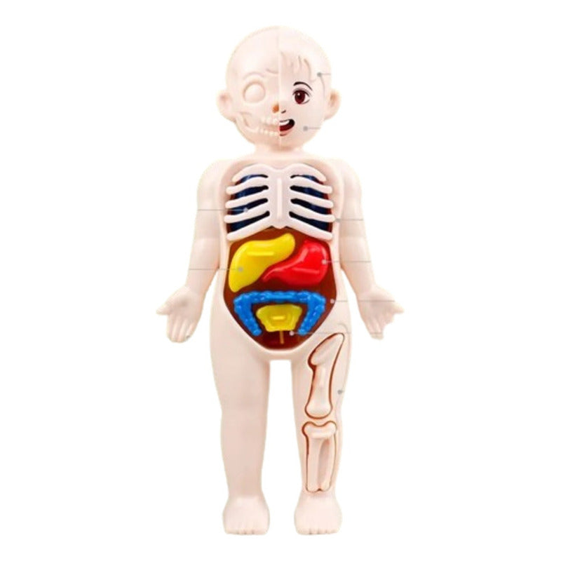 Conjunto De Piezas, Modelo Órgano Humano, Juguetes Niños